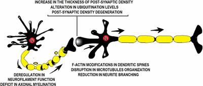 Synaptoprotection in Perinatal Asphyxia: An Experimental Approach